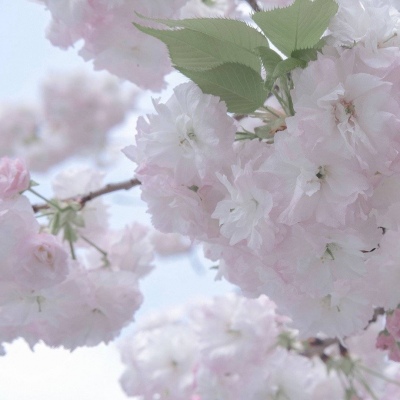 平川福瑞交流群